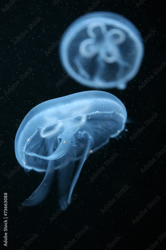 Moon jellyfish (Aurelia aurita) in an aquarium. . Moon jellyfish (Aurelia aurita) in an aquarium. .