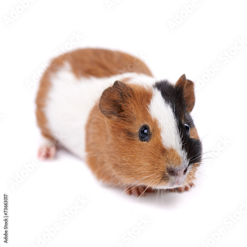  guinea pig on a white background