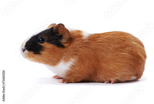  guinea pig on a white background