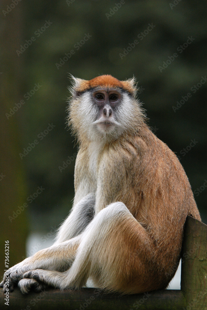 Obraz premium Patas monkey (Erythrocebus patas).