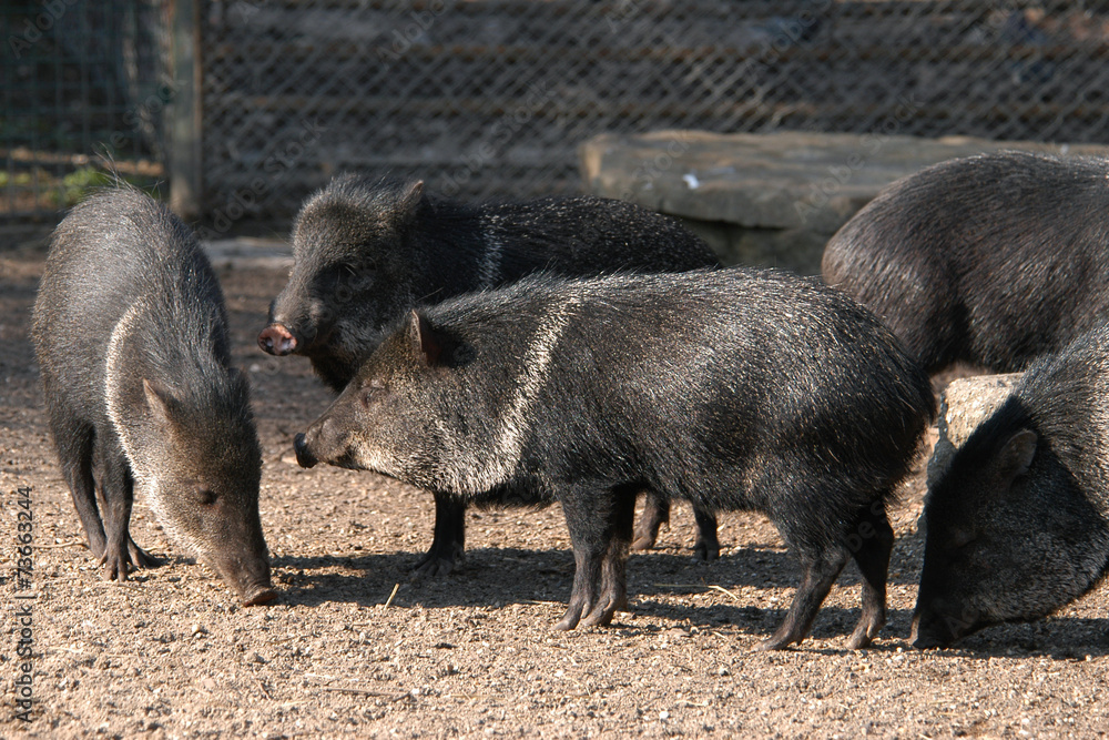 Collared peccaries (Pecari tajacu). Collared peccaries (Pecari tajacu).