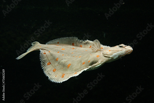 Fotografie, Tablou European plaice fish (Pleuronectes platessa)..