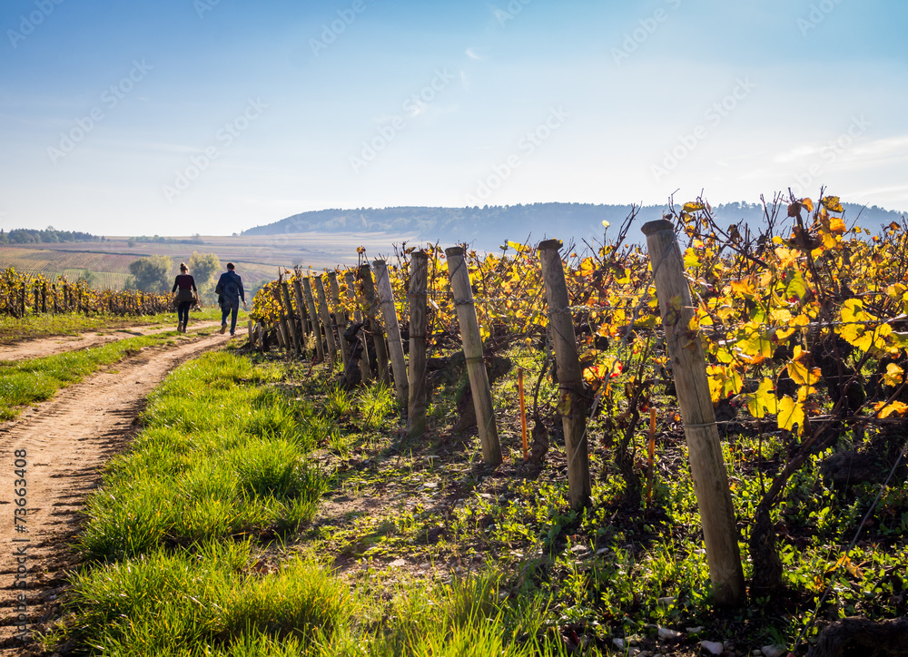 Fototapeta premium promenade automnale dans les vignes