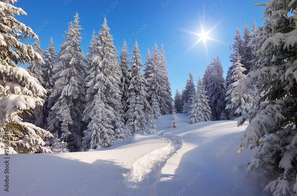 Obraz premium Path in winter forest