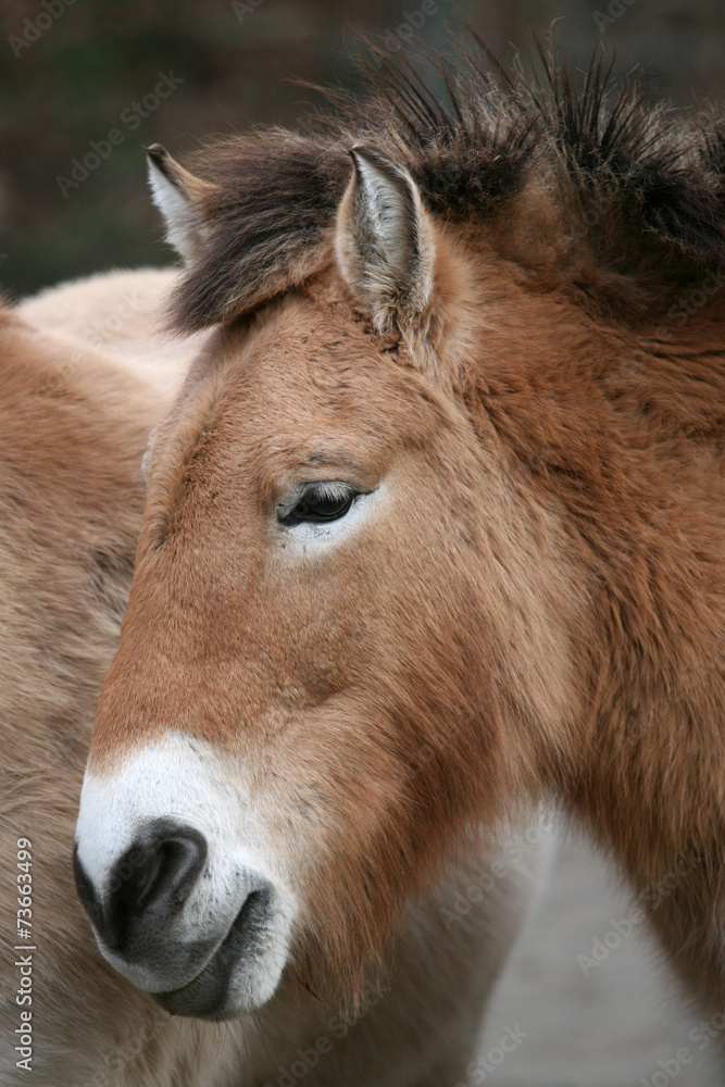 Przewalski's horse (Equus ferus przewalskii).