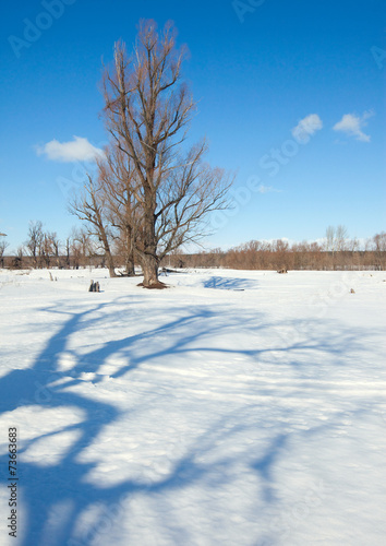 winter sunny landscape