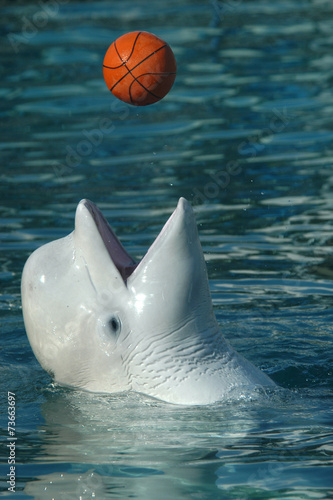 Obraz na plátně Beluga whale (Delphinapterus leucas) playing basketball. .