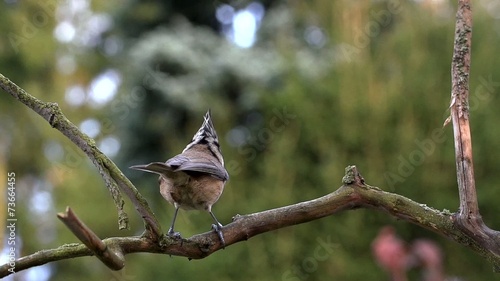 Haubenmeise photo