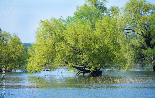 floods in the oak grove photo