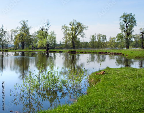 floods in the oak grove photo