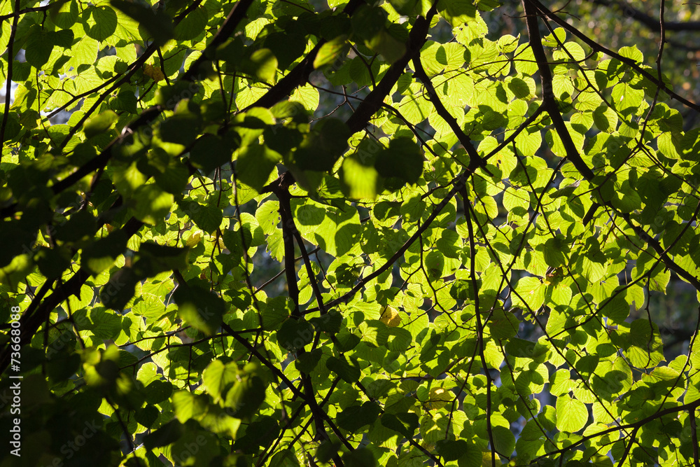 Fresh green leaves background Fresh green leaves background