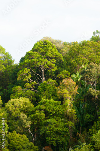 Rainforest canopy © Juhku