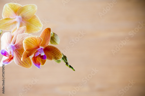 Fototapeta Naklejka Na Ścianę i Meble -  Orchid.