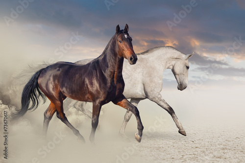 Fototapeta Naklejka Na Ścianę i Meble -  Group of two horse run on desert against beautiful sky