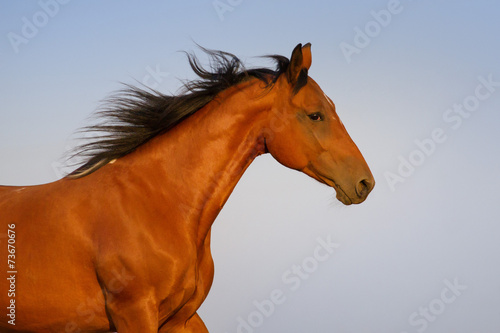 Pinto horse portrait © callipso88