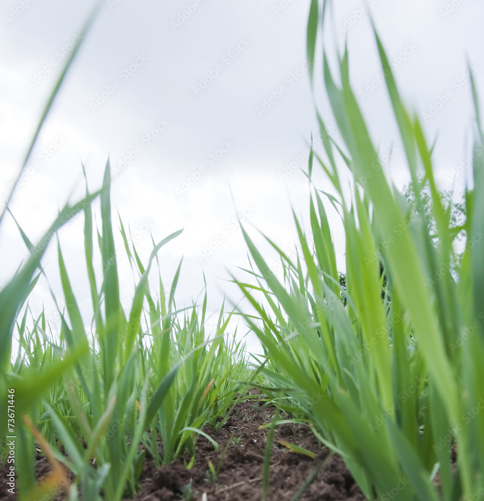 Obraz premium young wheat sprouts