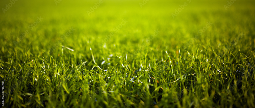 Closeup of grass