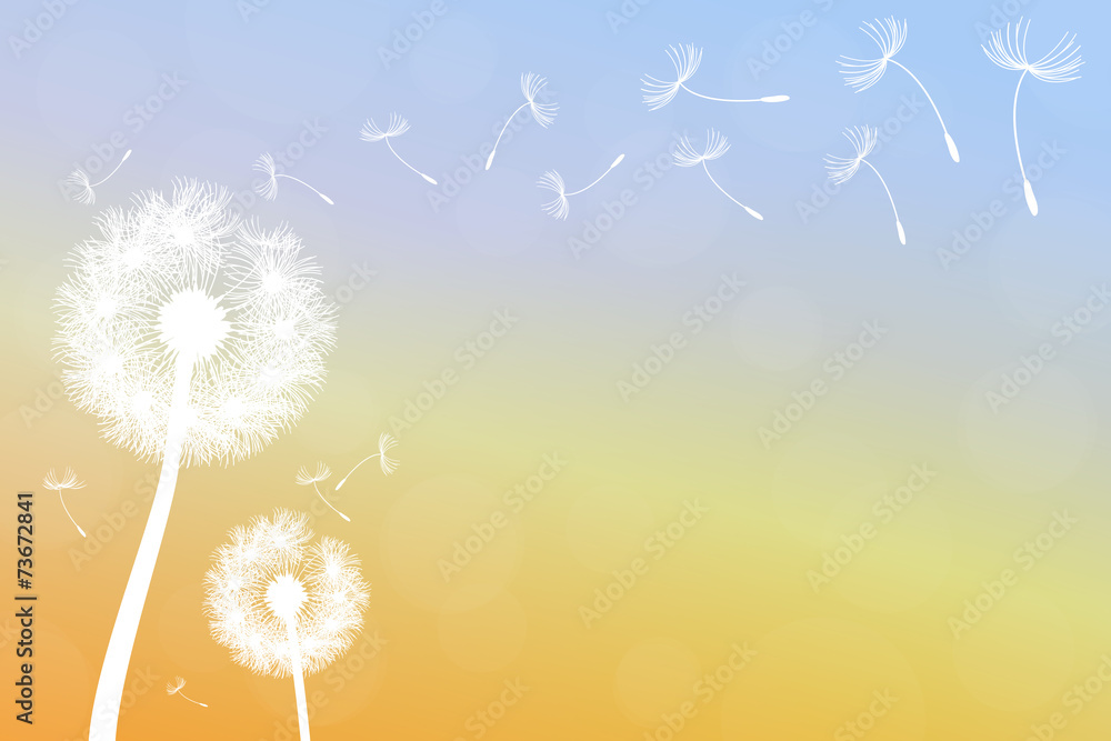 Fototapeta premium dandelion