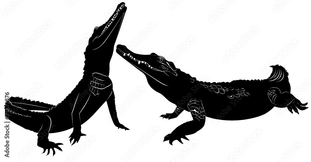 Obraz premium crocodile