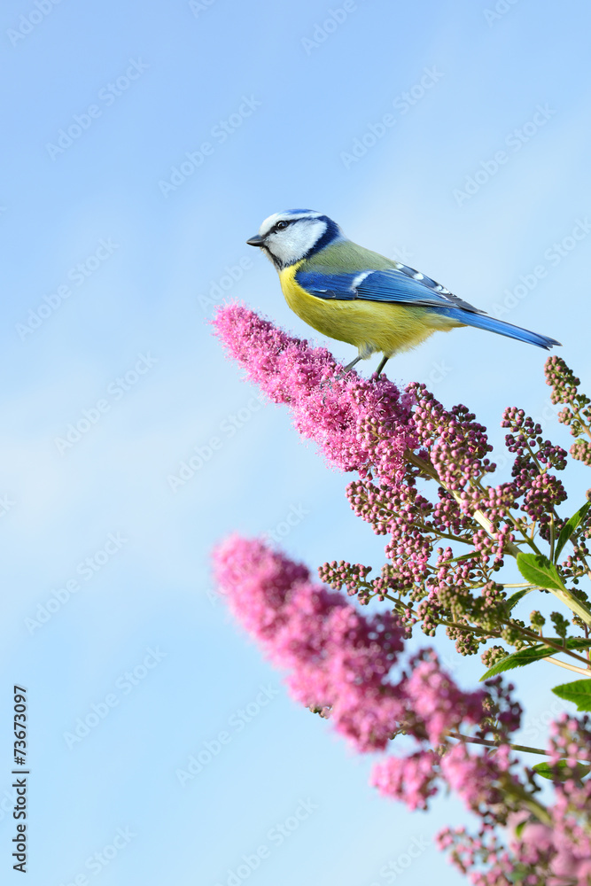 Fototapeta premium Frühling 304