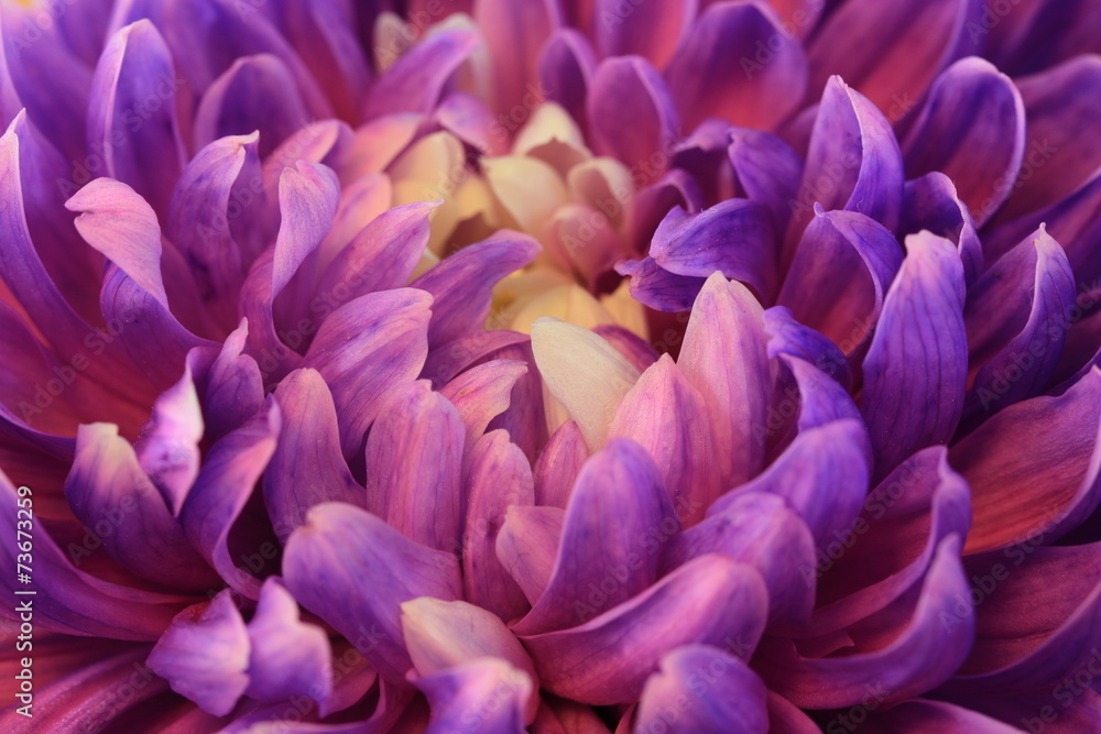Chrysanthemum flower Chrysanthemum flower