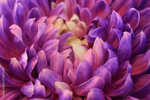 Chrysanthemum flower