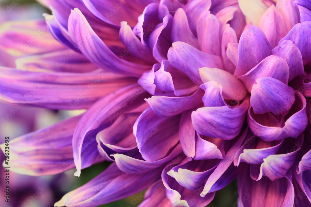 Chrysanthemum flower