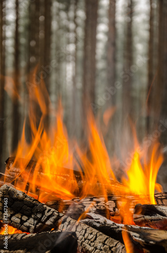 Fire in the winter forest