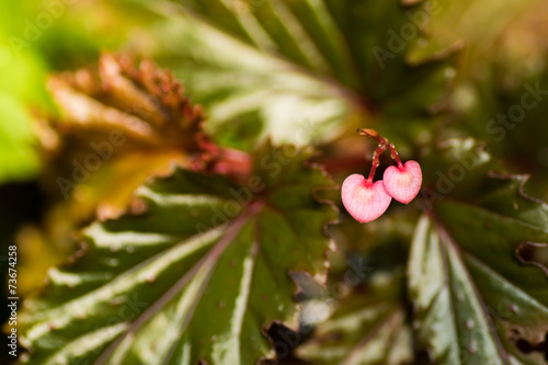 Begonia serratipetala, BEGONIACEAE, New Guinea