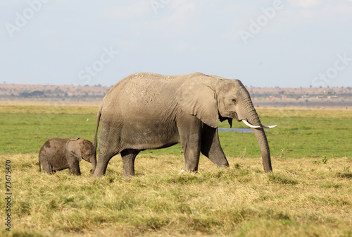 Elefantenmutter mi Kind
