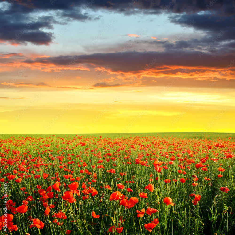 Spring landscape with red poppy field in the sunset Spring landscape with red poppy field in the sunset