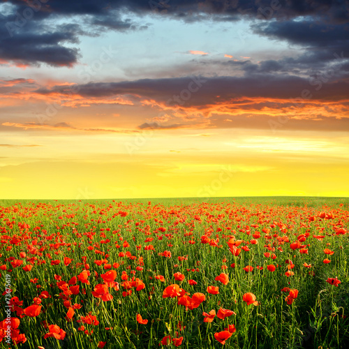 Spring landscape with red poppy field in the sunset