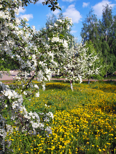 Fototapeta Naklejka Na Ścianę i Meble -  flowering branches of apple