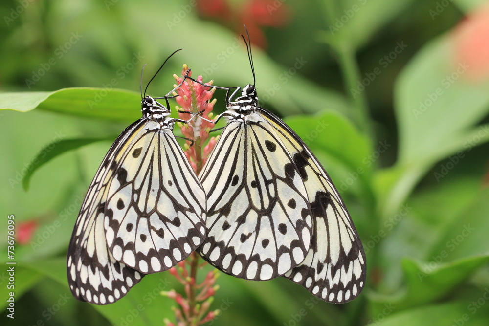 Obraz premium Large Tree Nymphs butterflies mating
