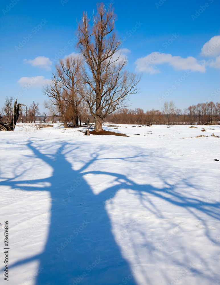 Naklejka premium early spring