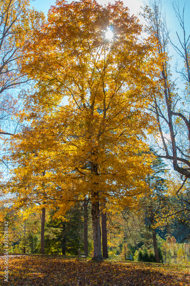 Big tree in the park