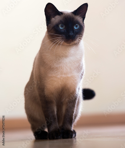 Photo Sitting adult Siamese cat
