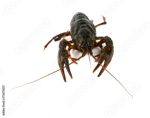 crawfish isolated on white