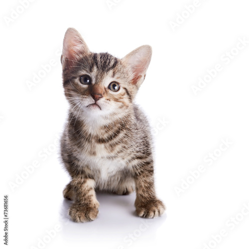 Striped Small kitten