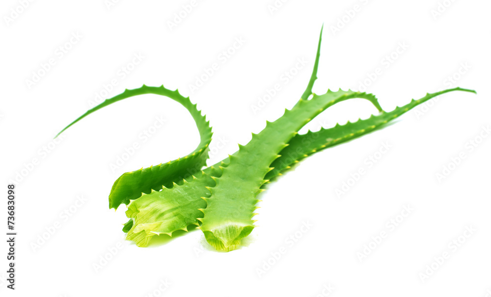 Fototapeta premium aloe leaf
