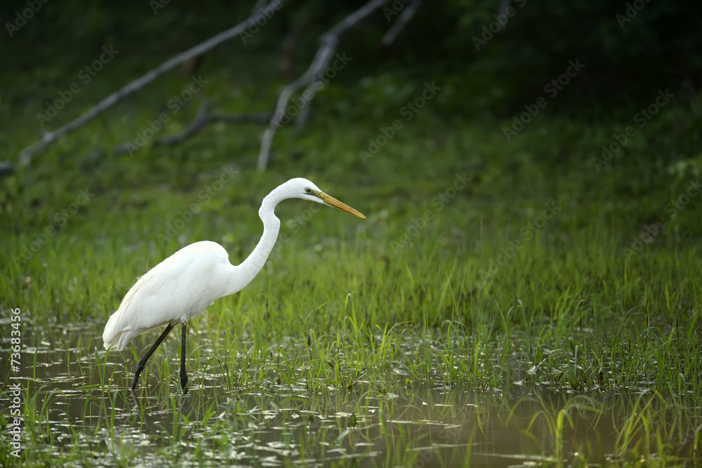 White egret White egret