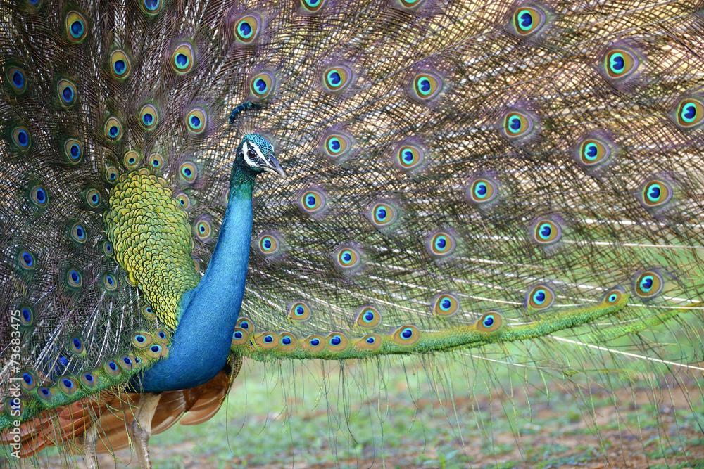 Obraz premium Peacock