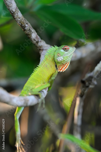 Chameleon at tree branch