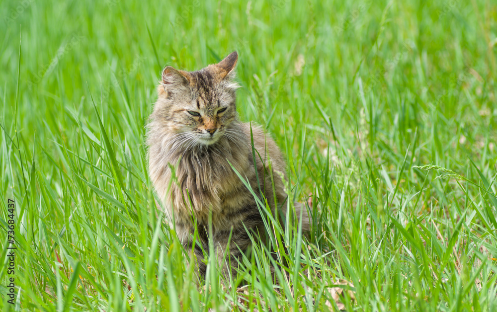 Siberian cat sitting in spring grass