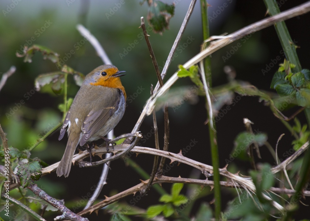 Robin Red Breast Robin Red Breast