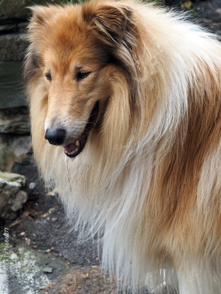 Collie Collie