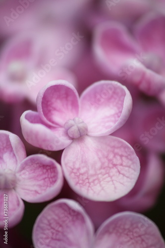 Hortensienblüte Closeup