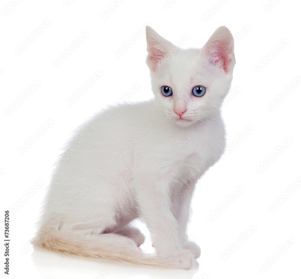 Little white cat with blue eyes