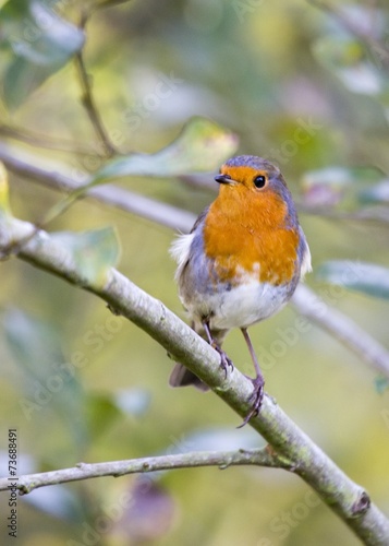 Robin Red Breast