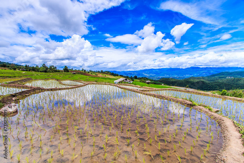 Step rice field at Pa Pong Peang in Chiangmai province  Thailand